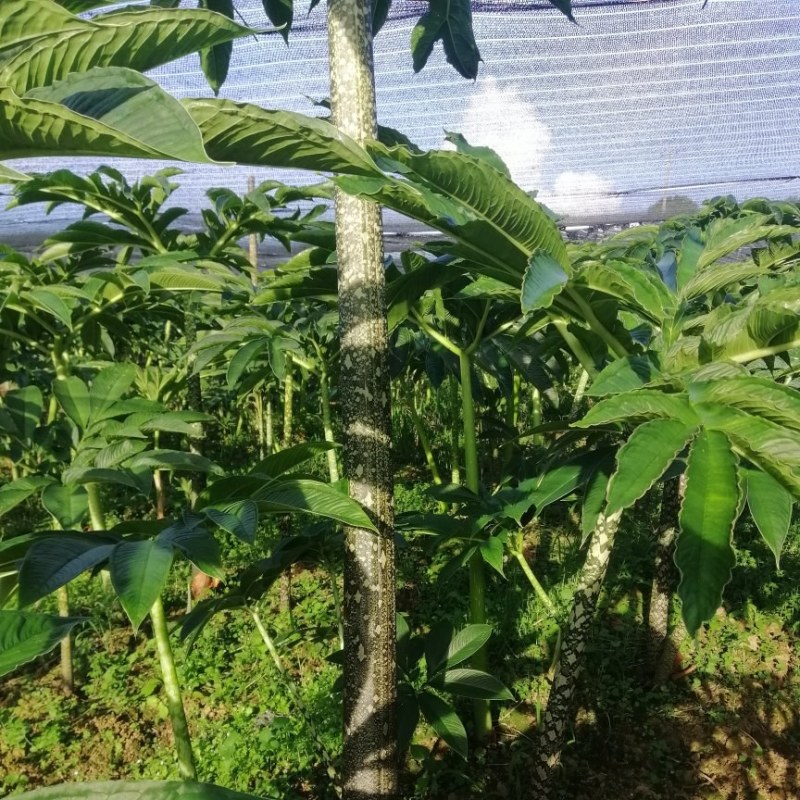 魔芋叶面果