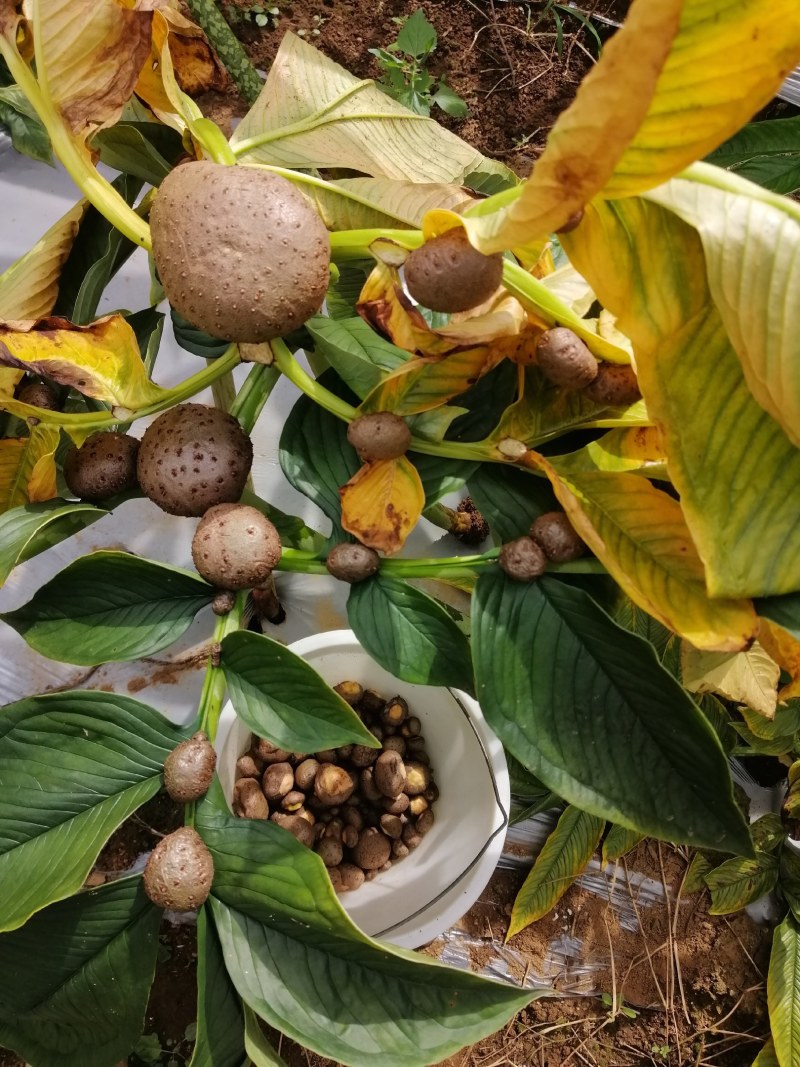 魔芋叶面果