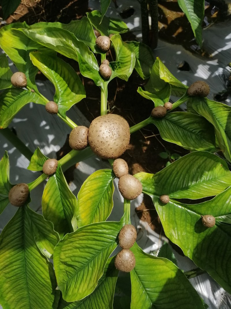 魔芋叶面果