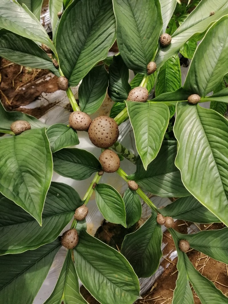 魔芋叶面果