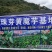 魔芋叶面果