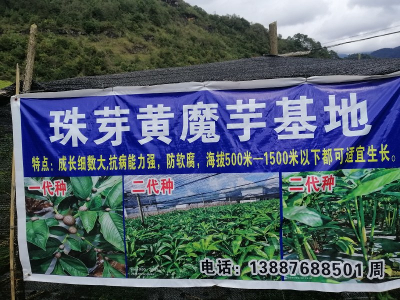 魔芋叶面果