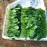 精品小叶菠菜
