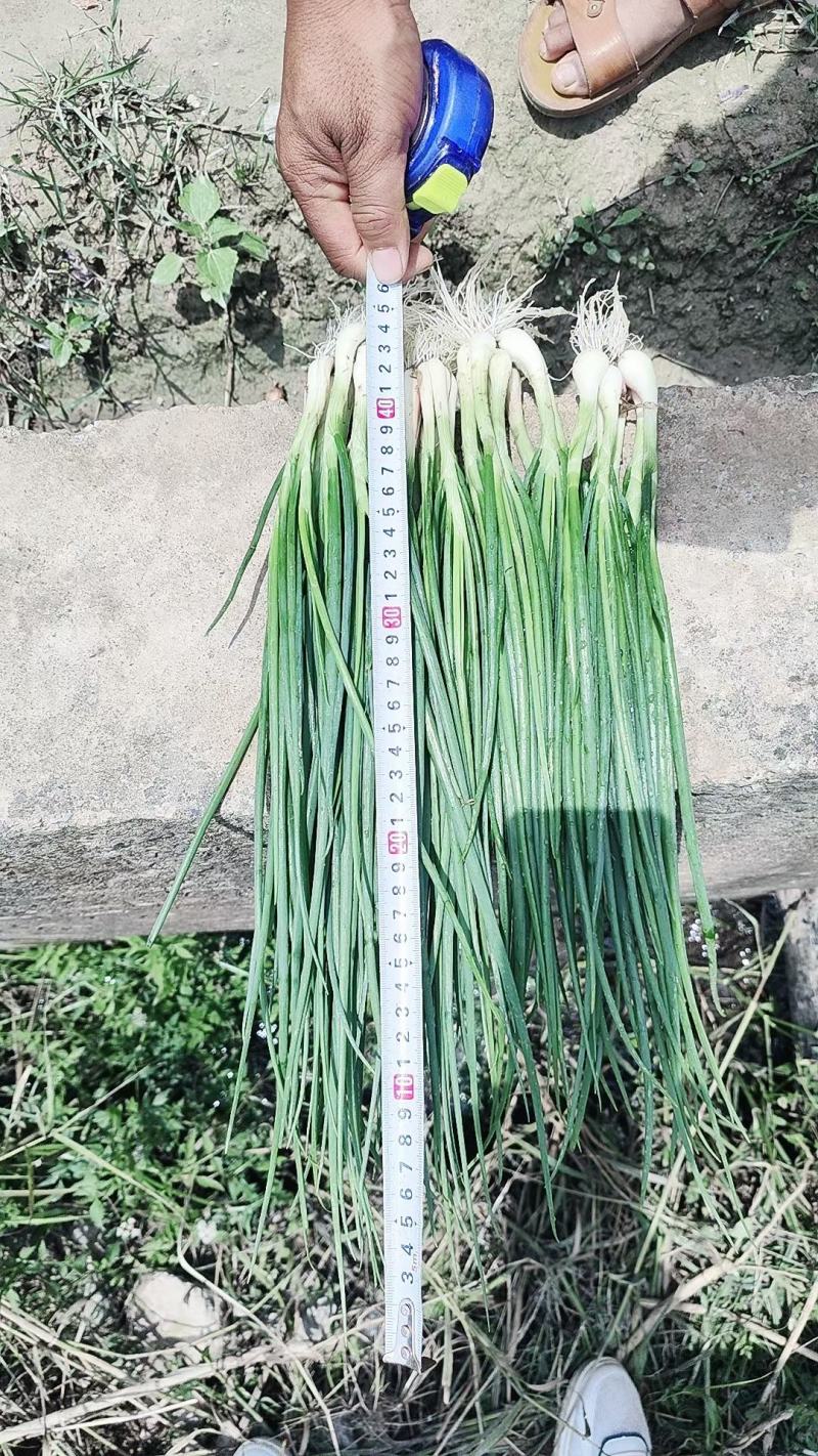 精品铁杆葱，货少，先到先得
