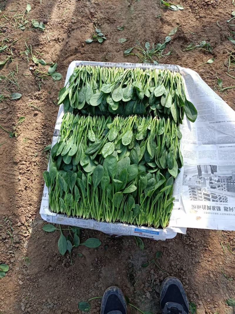 精品小叶菠菜