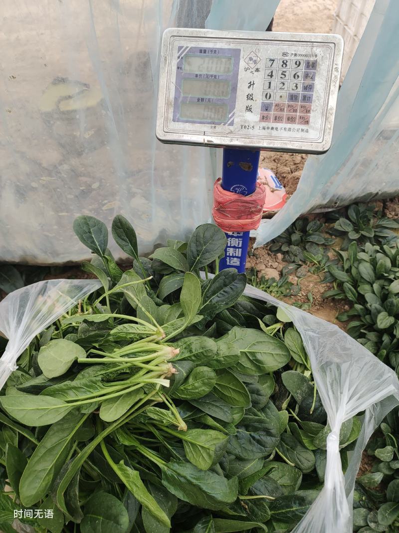 精品小叶菠菜