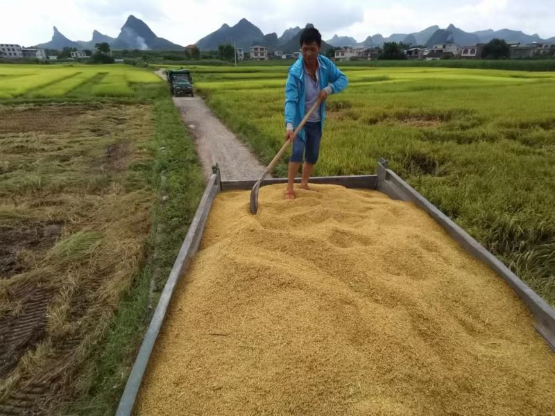 原生稻，壮乡一都米