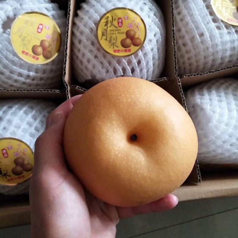 【精品推荐】正宗莱西秋月梨产地直发，脆甜多汁，一件代发