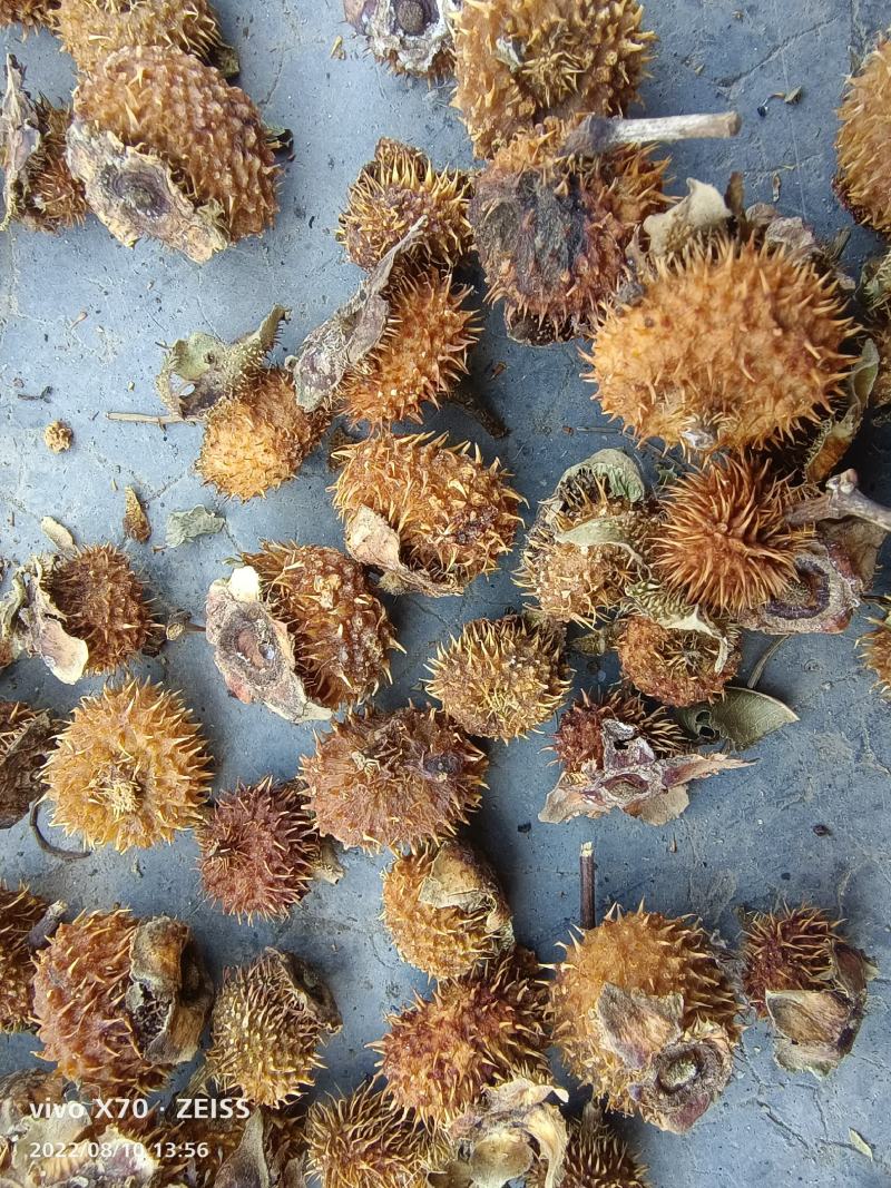 刺梨子，野生果，一手货源，产地直供，需要的老板欢迎下单