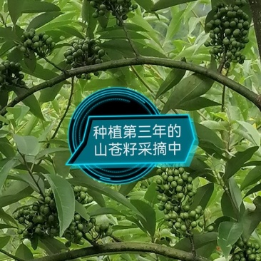 供应山苍籽树苗