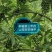 供应山苍籽树苗