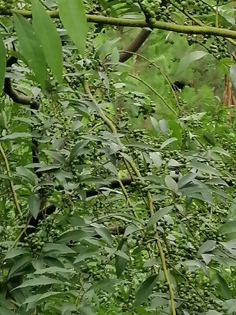 供应山苍籽树苗