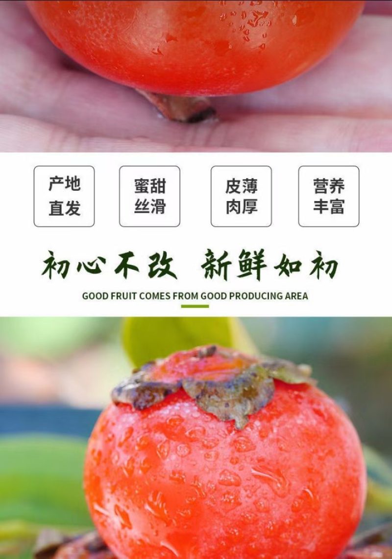 七月黄水晶柿子