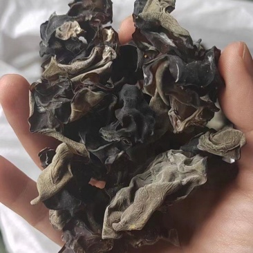 贵州生态种植黑木耳