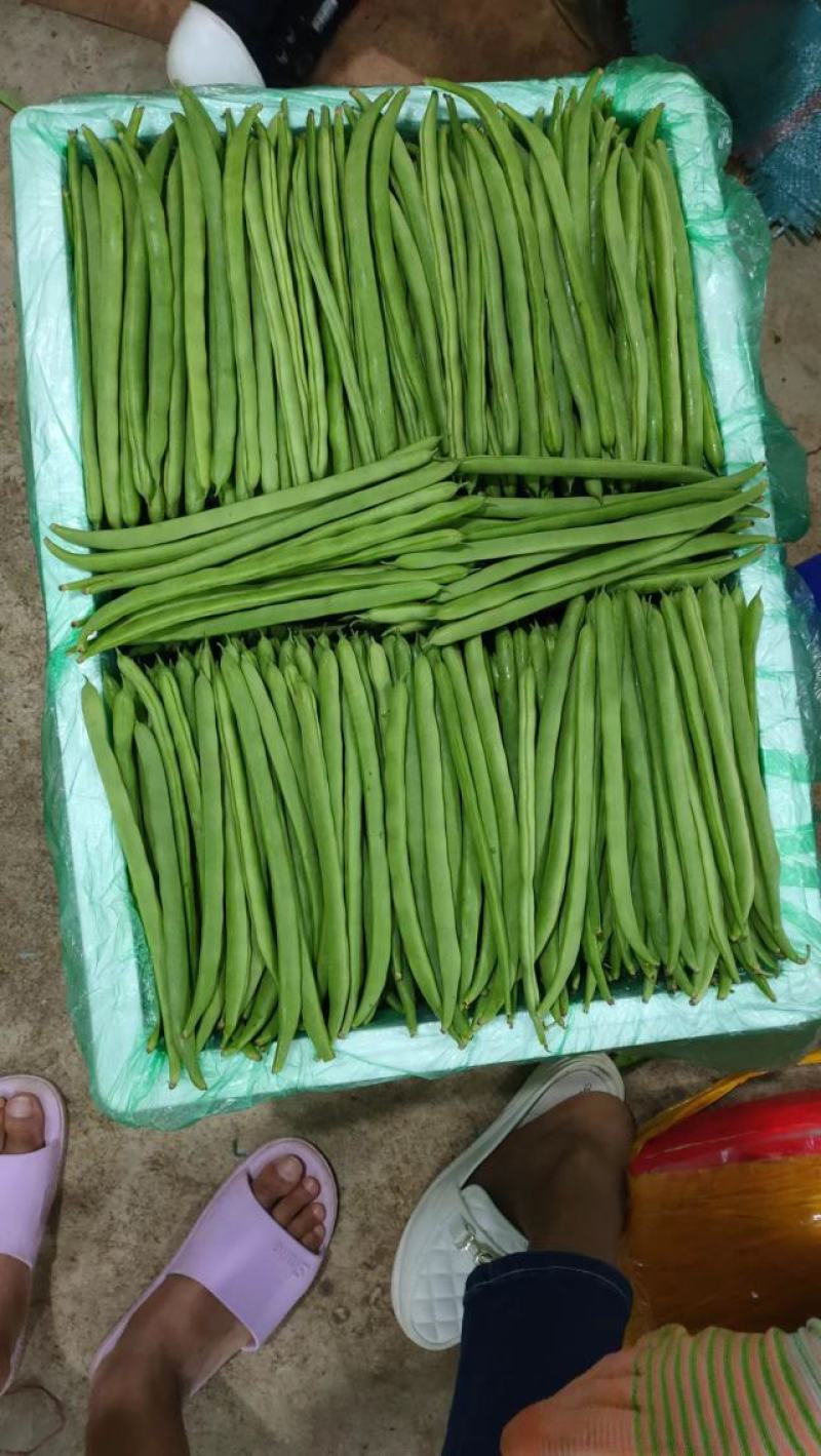 云南小金豆