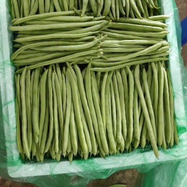 云南小金豆