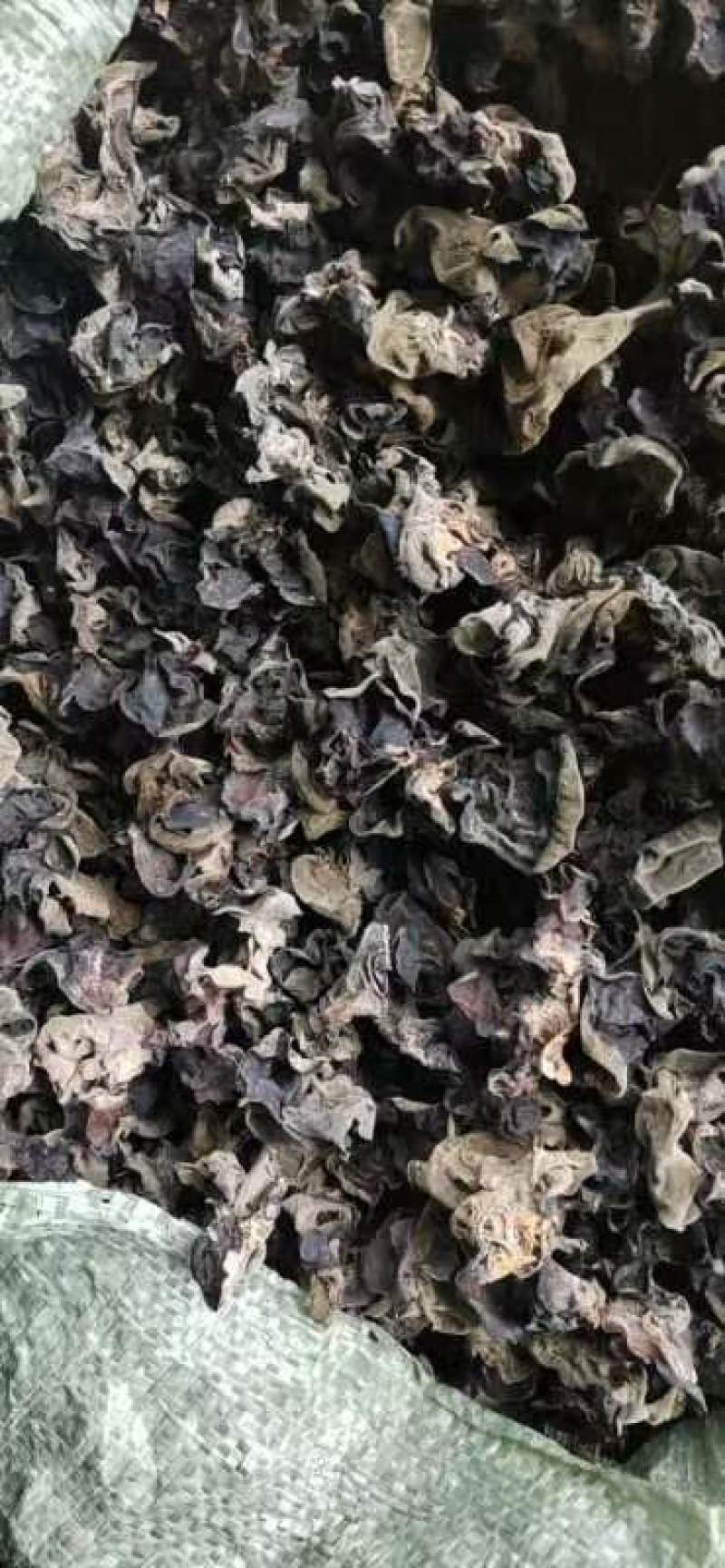 贵州生态种植黑木耳