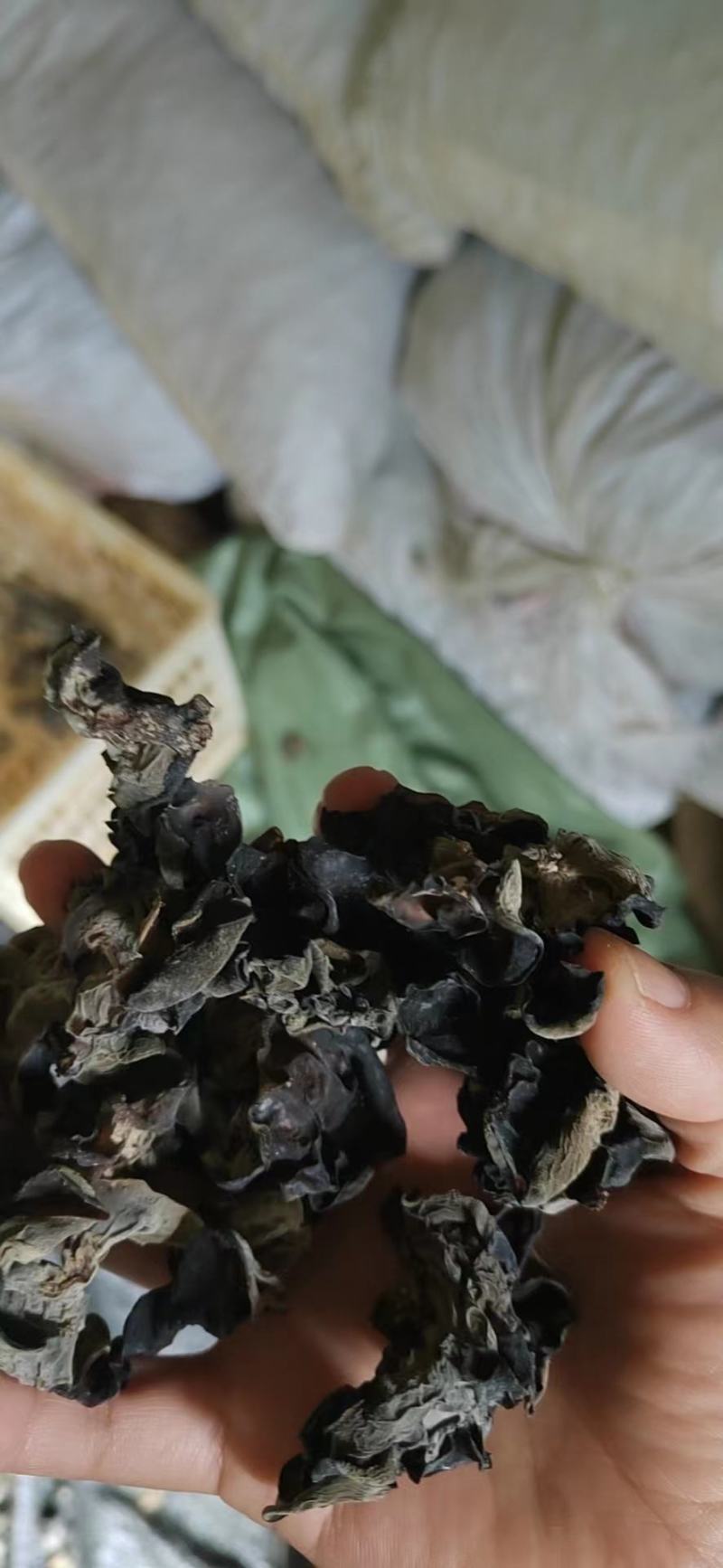 贵州生态种植黑木耳