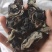 贵州生态种植黑木耳