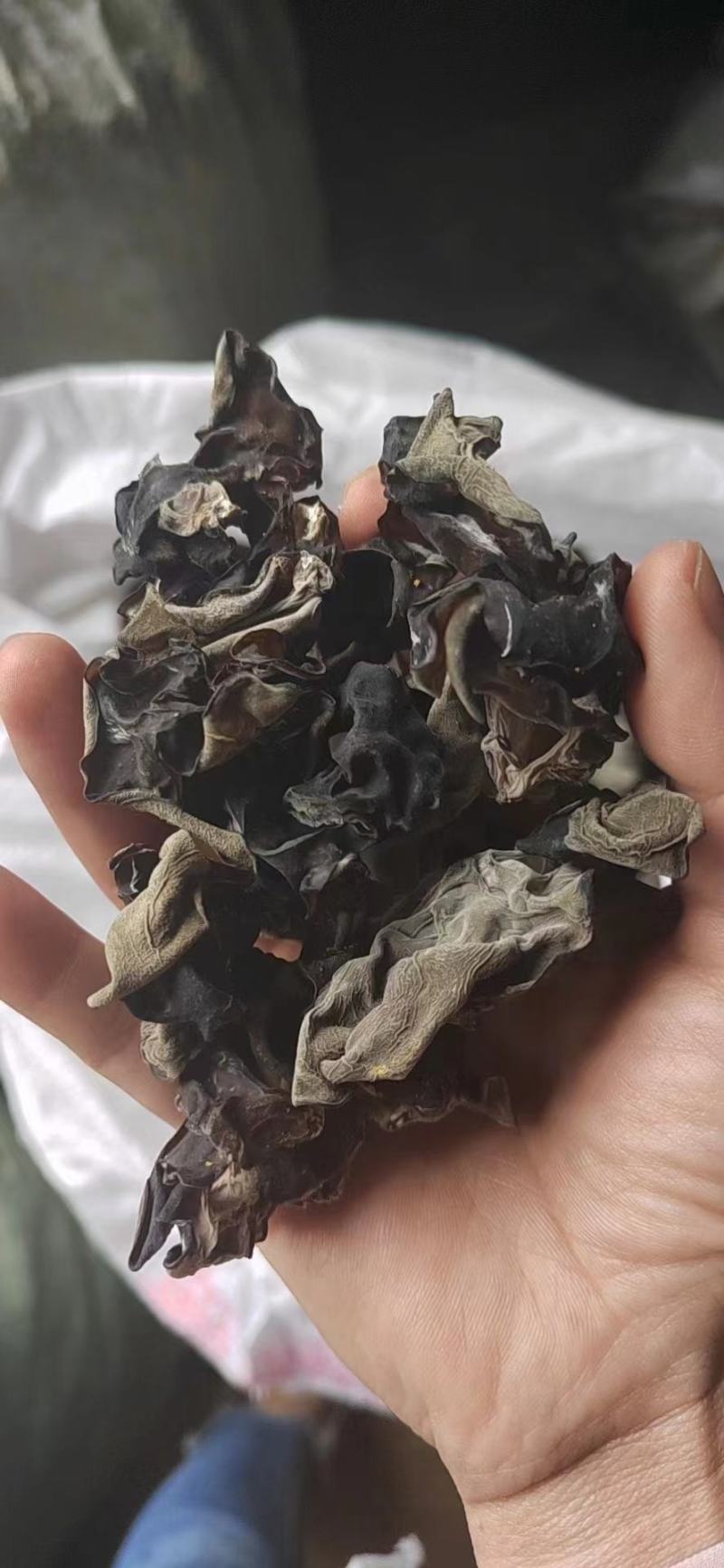 贵州生态种植黑木耳