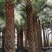 大量出售3至5米的银海枣杆有须要联系我