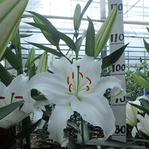 水晶布兰卡，12一14也能开三朵花，花开的直径达30厘米