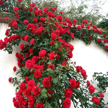 庭院盆栽爬墙梅多花爬藤蔷薇花月季花苗攀援花卉