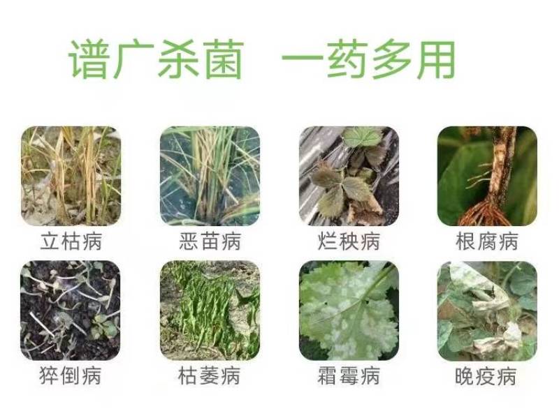 30%甲霜灵噁霉灵农药立枯根腐枯萎青枯死苗烂根专用杀菌剂