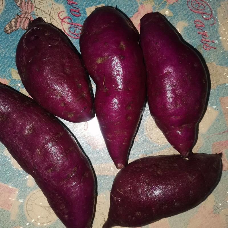 紫薯，008苗，三代小花叶苗