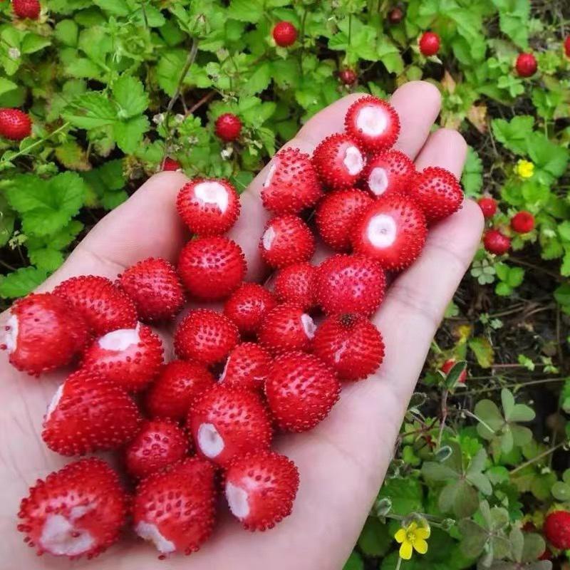 蛇莓种子野生草莓多年生地被花籽草坪点缀庭院盆栽花种子
