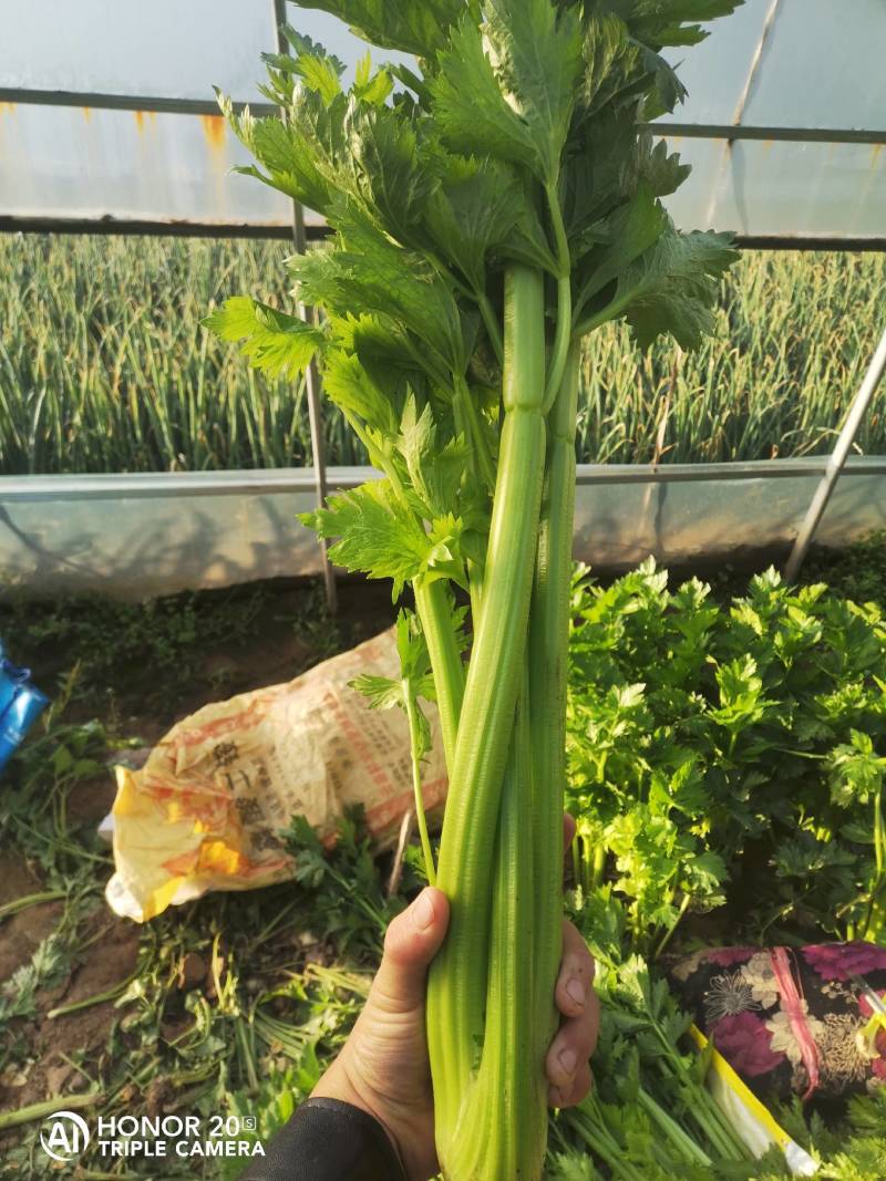 青海芹菜基地千亩芹菜大量有货质量保证欢迎实地考察