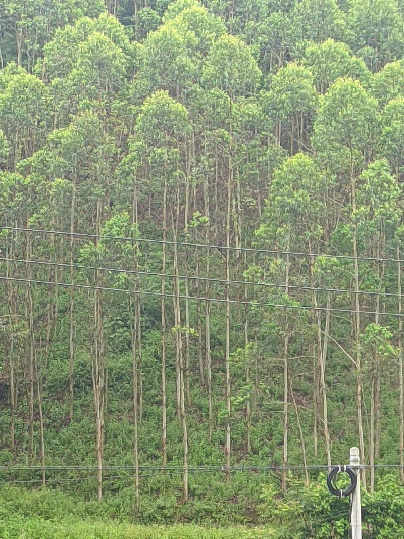 速生桉