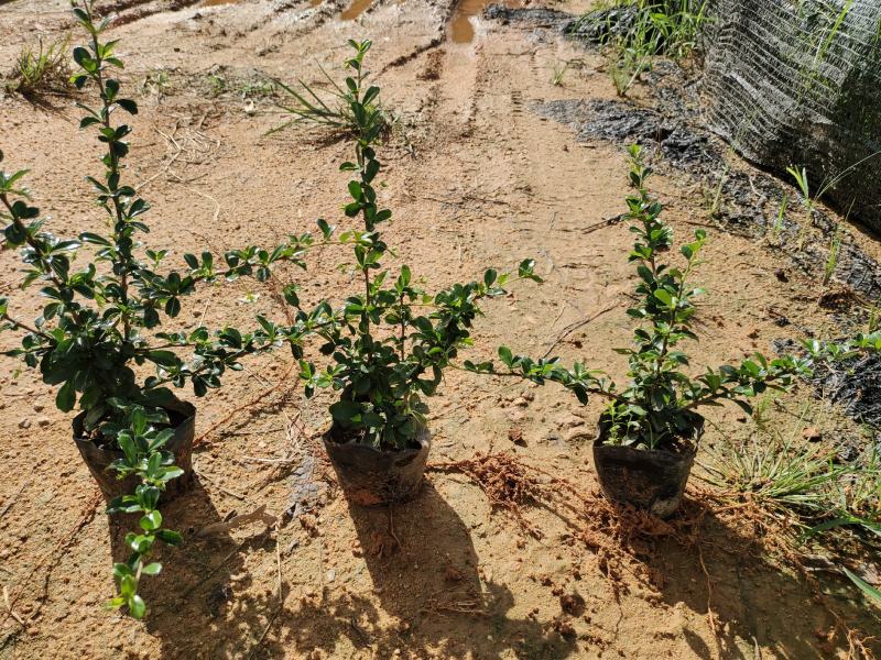 福建茶，品质优良，价格实惠，诚信经营，自产自销