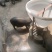 三元仔猪，二元仔猪，长白仔猪20~30斤