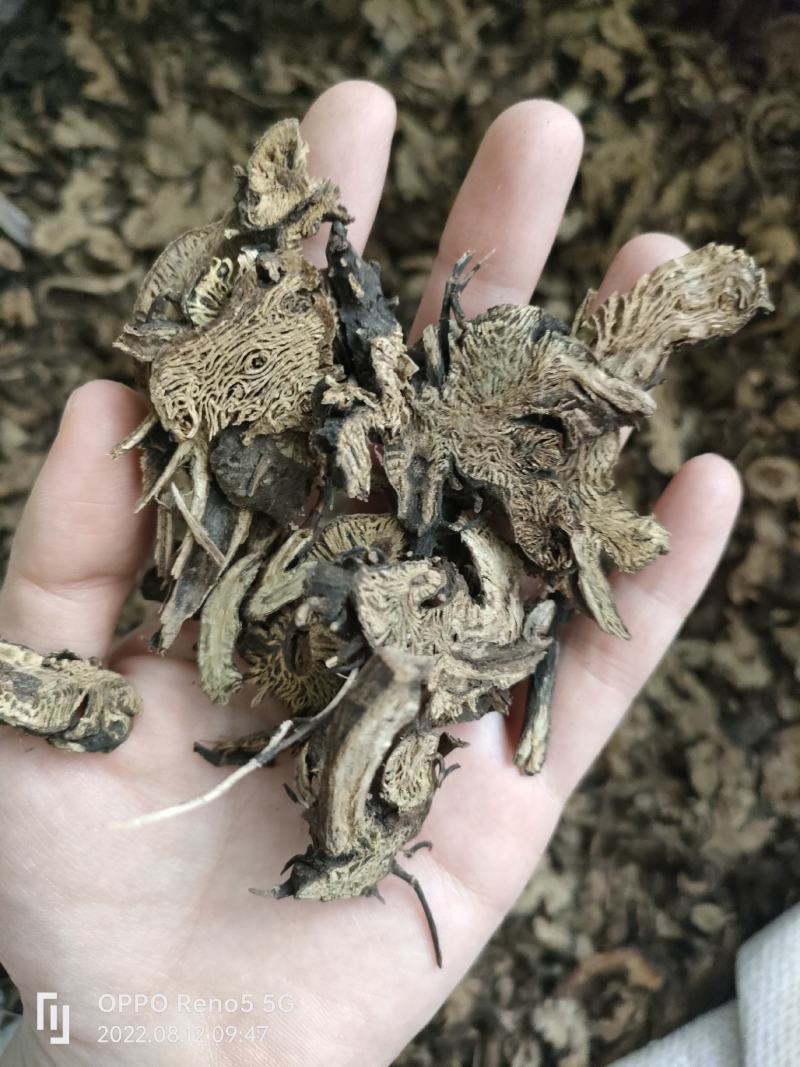 （热销）升麻无硫无添加祥泰药材栈地道药材欢迎购买中药材