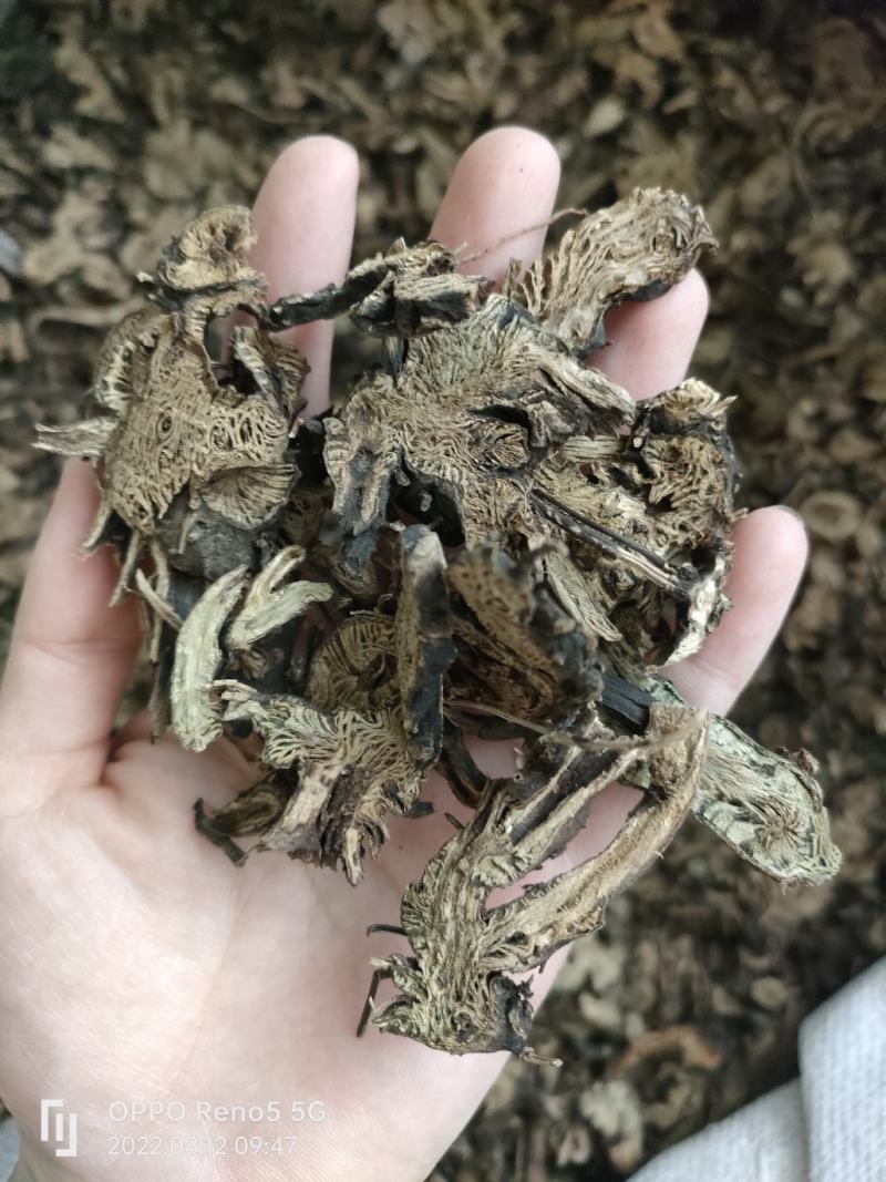 （热销）升麻无硫无添加祥泰药材栈地道药材欢迎购买中药材