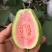 广西红心番石榴香甜软糯新鲜现摘红心芭乐坏果包赔一件代发