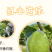 广西红心番石榴香甜软糯新鲜现摘红心芭乐坏果包赔一件代发