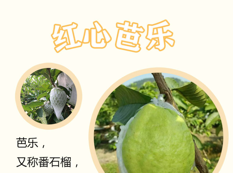 广西红心番石榴香甜软糯新鲜现摘红心芭乐坏果包赔一件代发