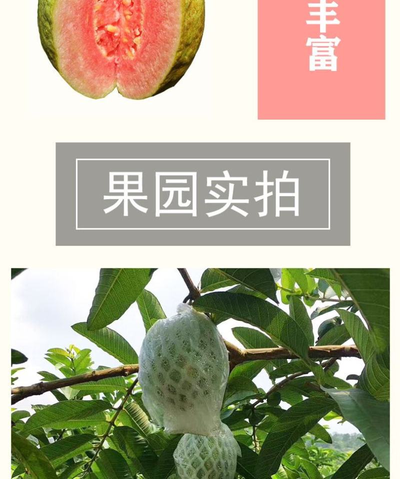 广西红心番石榴香甜软糯新鲜现摘红心芭乐坏果包赔一件代发