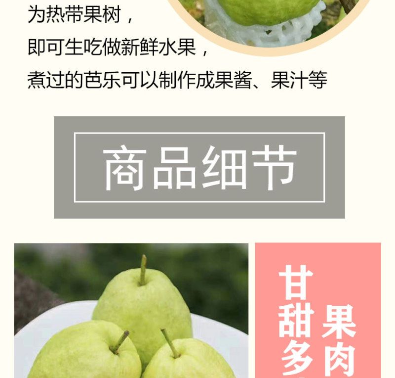广西红心番石榴香甜软糯新鲜现摘红心芭乐坏果包赔一件代发