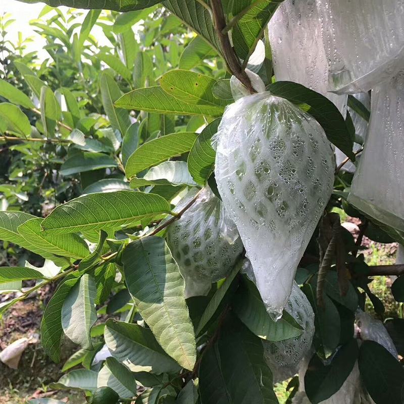 广西红心番石榴香甜软糯新鲜现摘红心芭乐坏果包赔一件代发