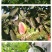 广西红心番石榴香甜软糯新鲜现摘红心芭乐坏果包赔一件代发