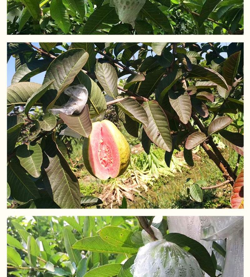 广西红心番石榴香甜软糯新鲜现摘红心芭乐坏果包赔一件代发