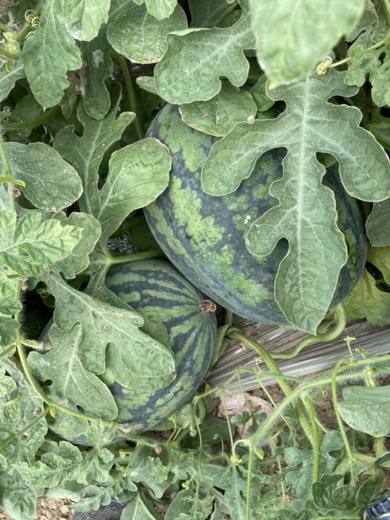 甘美4k好西瓜🍉从种植开始！