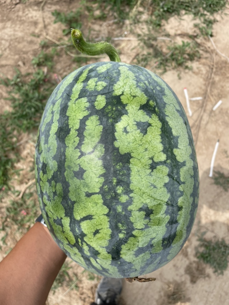 甘美4k好西瓜🍉从种植开始！