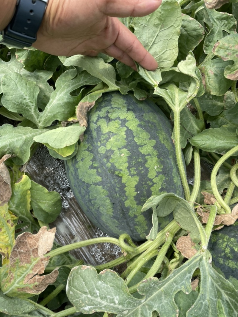 甘美4k好西瓜🍉从种植开始！