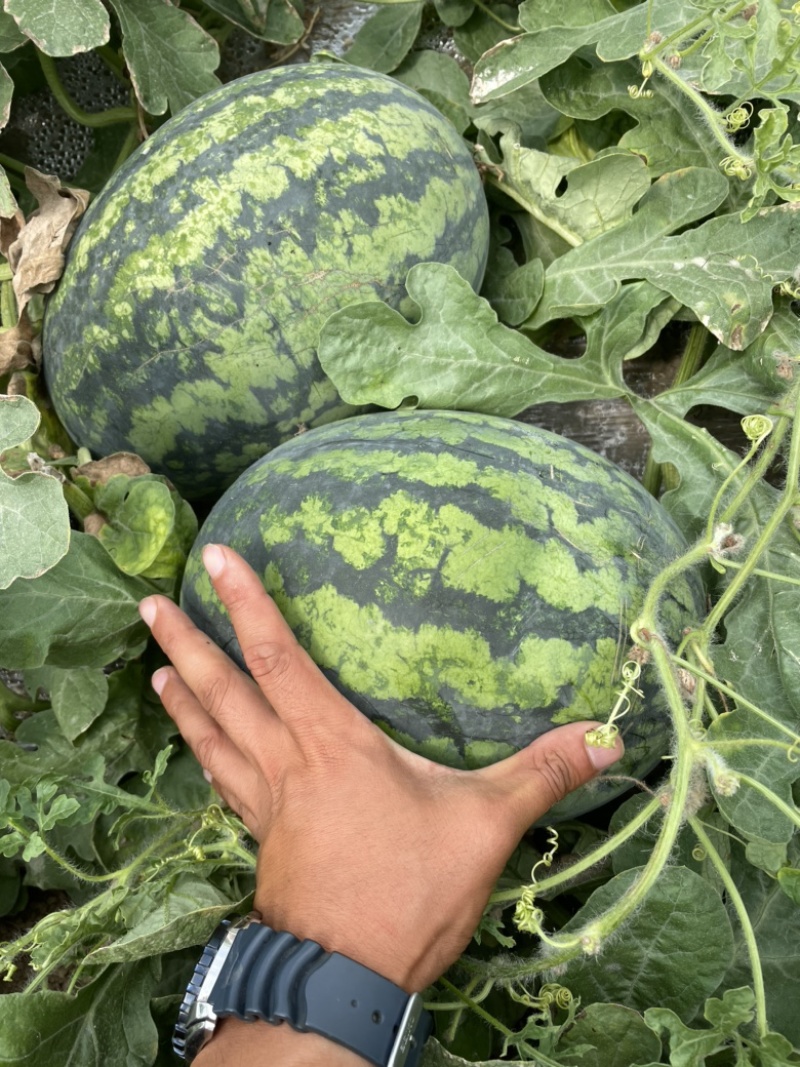 甘美4k好西瓜🍉从种植开始！