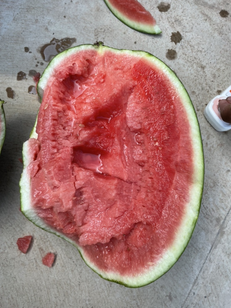 甘美4k好西瓜🍉从种植开始！