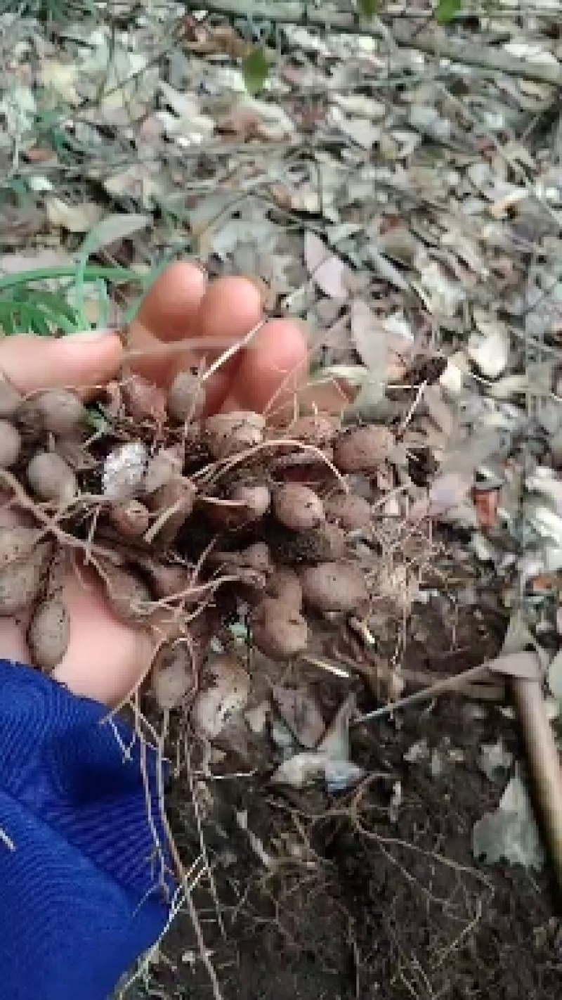 黄花菜根